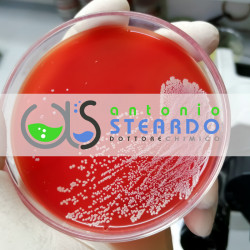 RICERCA DELLO Stafilococcus...